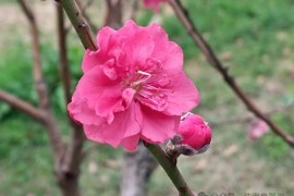 南屏赏桃花