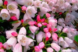 茶岩顶赏花记